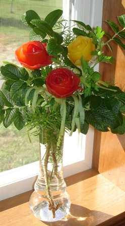 tomato roses