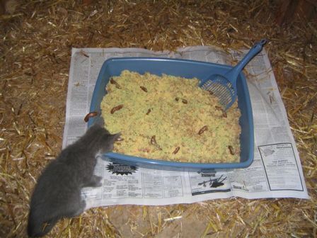 12kitty litter cake